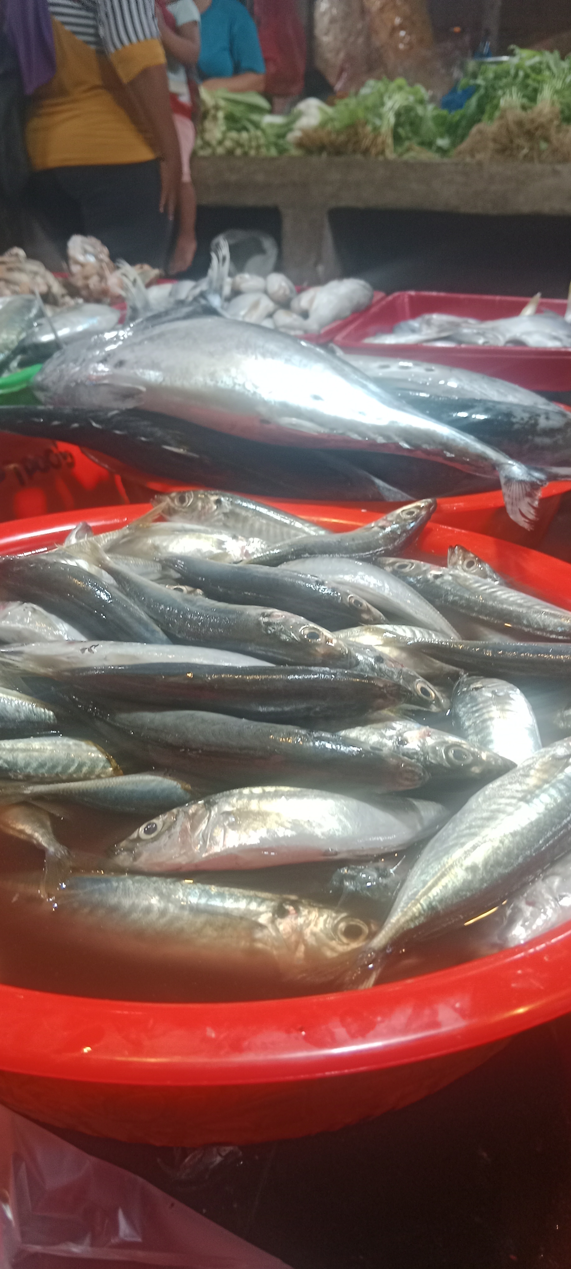 Ikan dencis